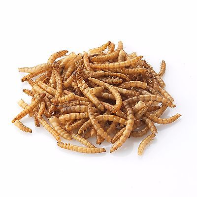 Freeze Dried Mealworms